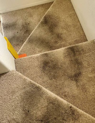 pet odor removal_before _3