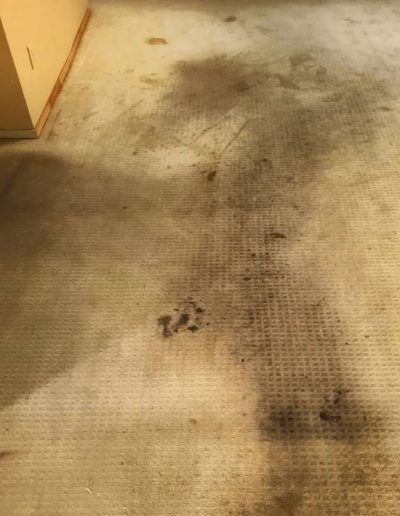 pet odor removal_before _6