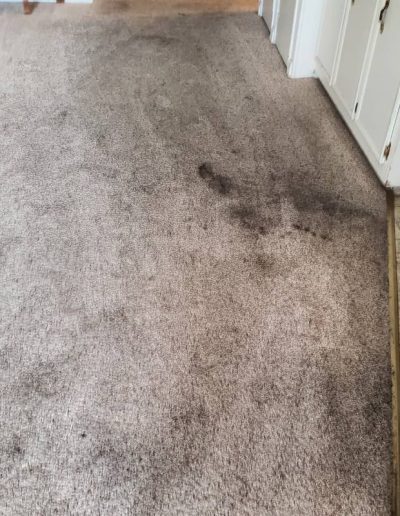 pet odor removal_before_4