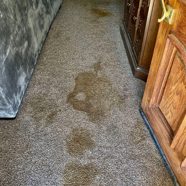 Pet Stains & Odor Control Services Paso Robles CA Skyy Blue Carpet Cleaning