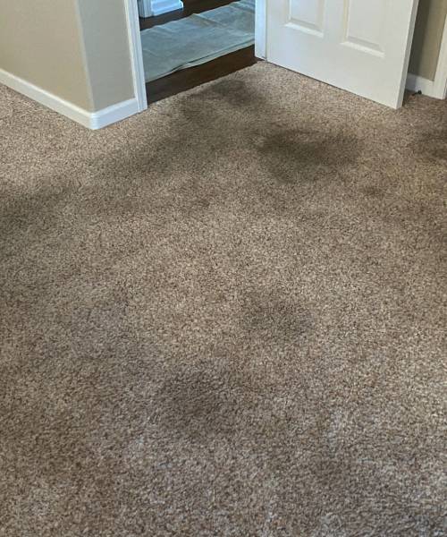 Residential & Commercial Carpet Cleaning Paso Robles CA Skyy Blue