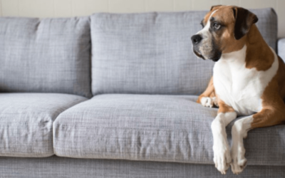 How To Remove Pet Odor From Your Sofa?