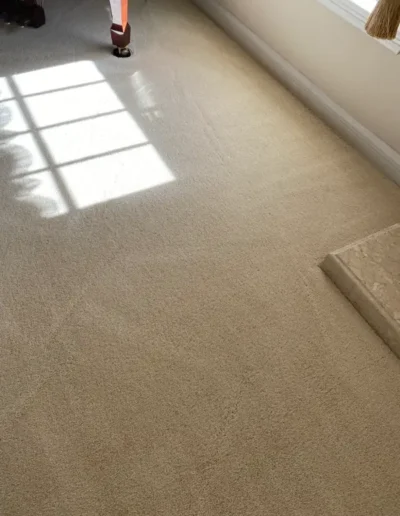 Pet Stains And Odor Control After