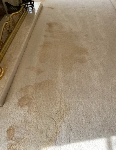 Pet Stains And Odor Control Before