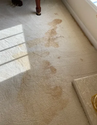 Pet Stains And Odor Control Before